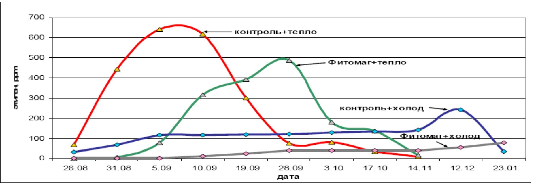 Рис. 2. Влияние препарата Фитомаг на динамику эндогенного этилена в плодах сорта Антоновка обыкновенная при хранении в условиях повышенной и пониженной температур