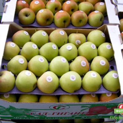 Яблоки высшего сорта дополнительно маркируются этикеткой, чтобы потребители могли различить яблоки компании «Сад-Гигант» от яблок других производителей.