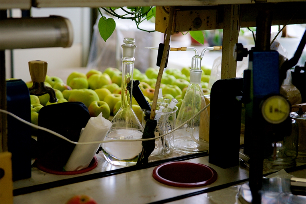 Олма меваларида қорайиб кетишнинг ривожланиш даражасига таъсир қилувчи омиллар