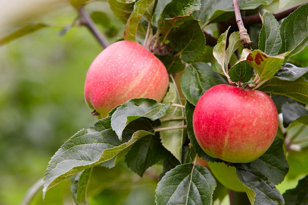 Меваларни териш ва сақлаш