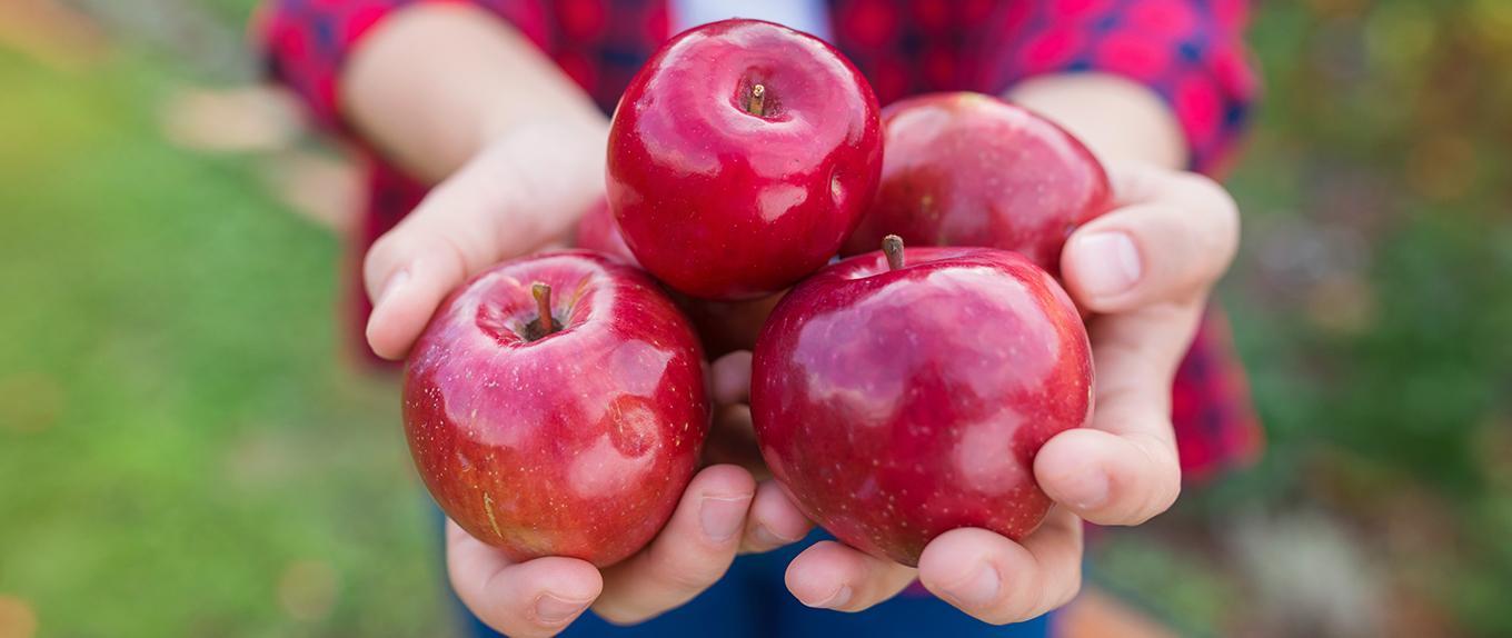 woman harvesting apples